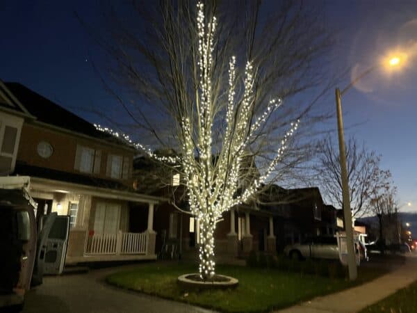 20" x 47" LED LIGHT TREE - Mini Lights from Holiday Light Supplies, Ontario